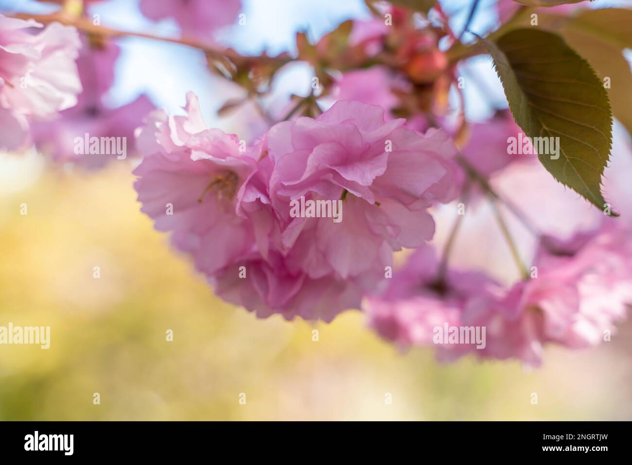 Double fleur de cerisier en pleine fleur. Une branche d'arbre avec des fleurs contre un ciel bleu et le soleil brille à travers les fleurs. Banque D'Images