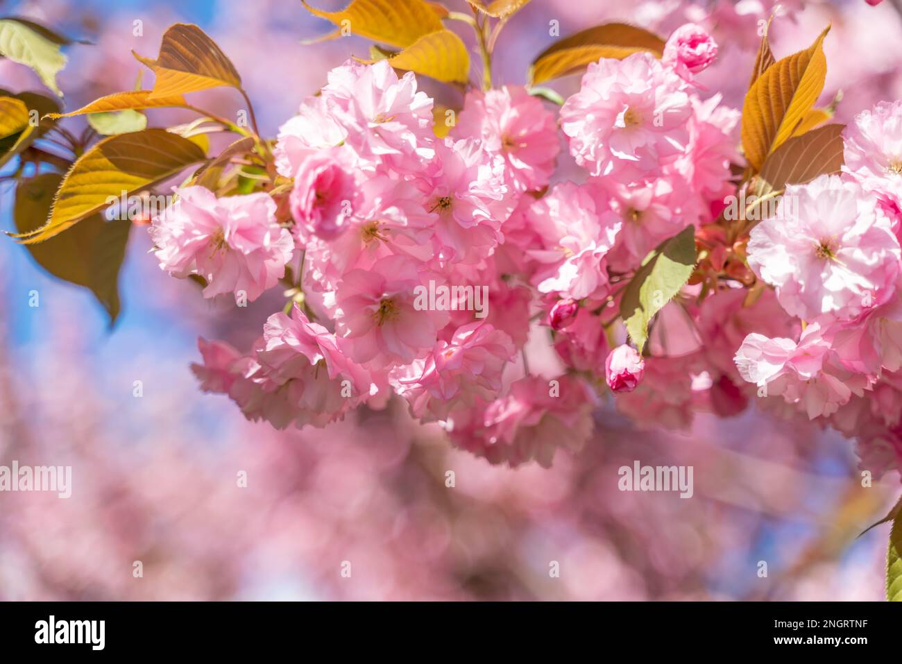 Double fleur de cerisier en pleine fleur. Une branche d'arbre avec des fleurs contre un ciel bleu et le soleil brille à travers les fleurs. Banque D'Images