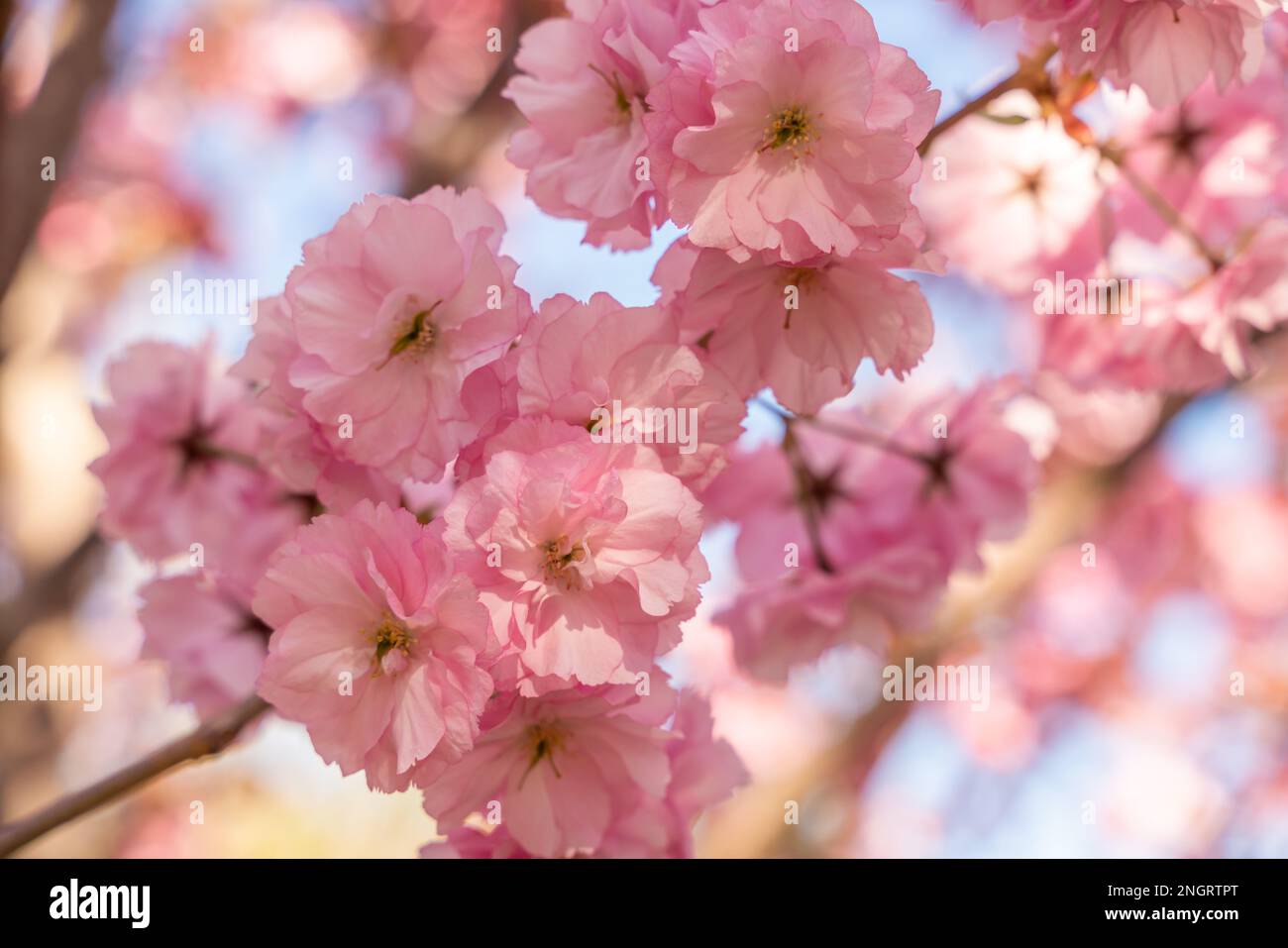 Double fleur de cerisier en pleine fleur. Une branche d'arbre avec des fleurs contre un ciel bleu et le soleil brille à travers les fleurs. Banque D'Images