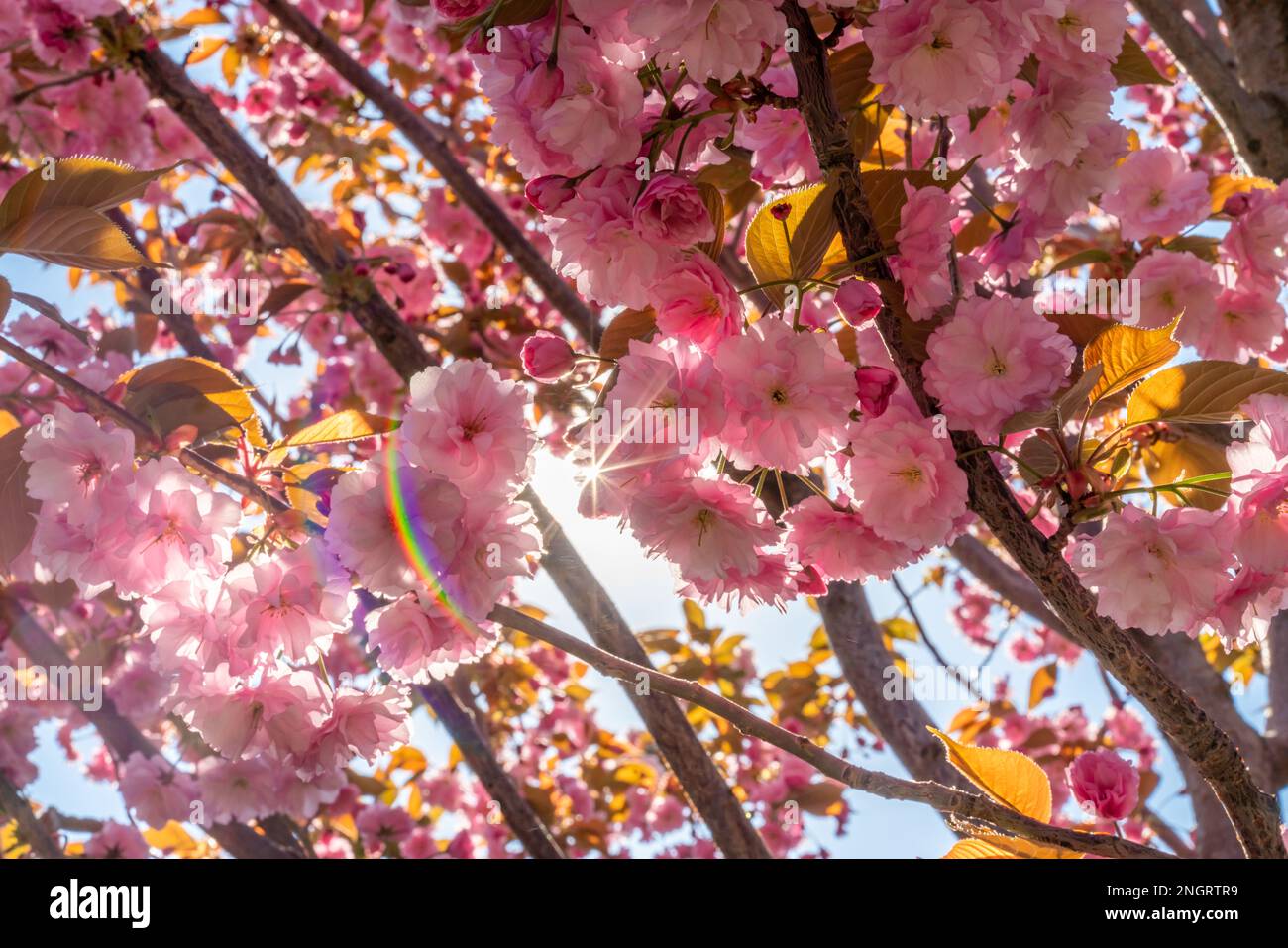 Double fleur de cerisier en pleine fleur. Une branche d'arbre avec des fleurs contre un ciel bleu et le soleil brille à travers les fleurs. Banque D'Images