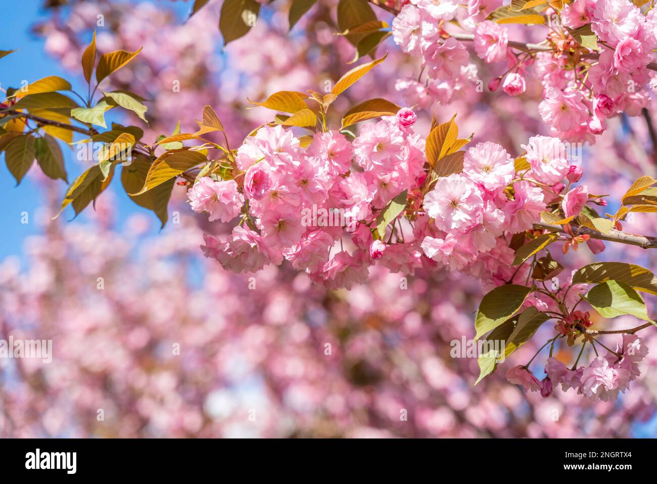 Double fleur de cerisier en pleine fleur. Une branche d'arbre avec des fleurs contre un ciel bleu et le soleil brille à travers les fleurs. Banque D'Images