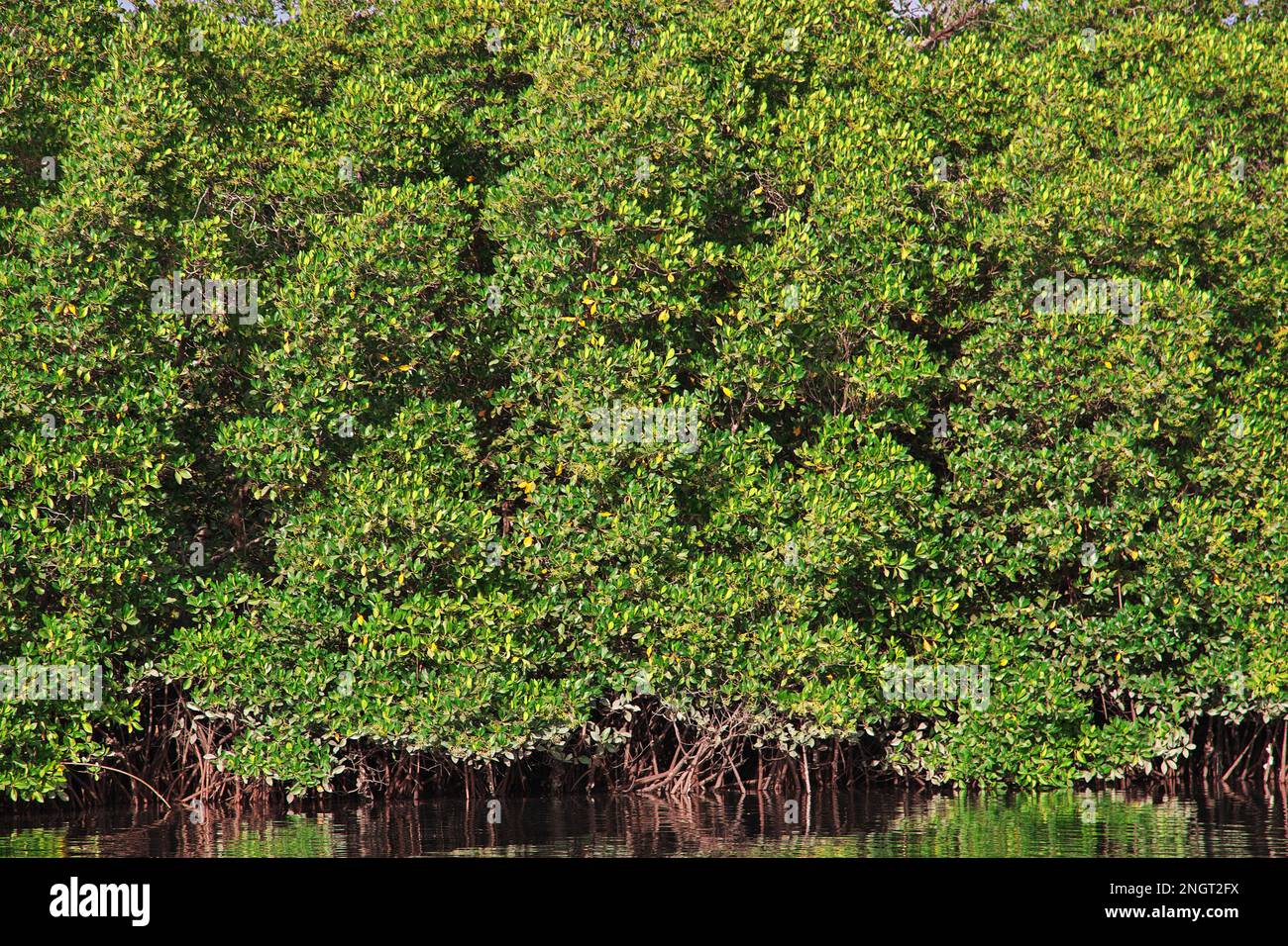 Mangroves jungle près du village de Toubacouta, Sénégal, Afrique de l'Ouest Banque D'Images