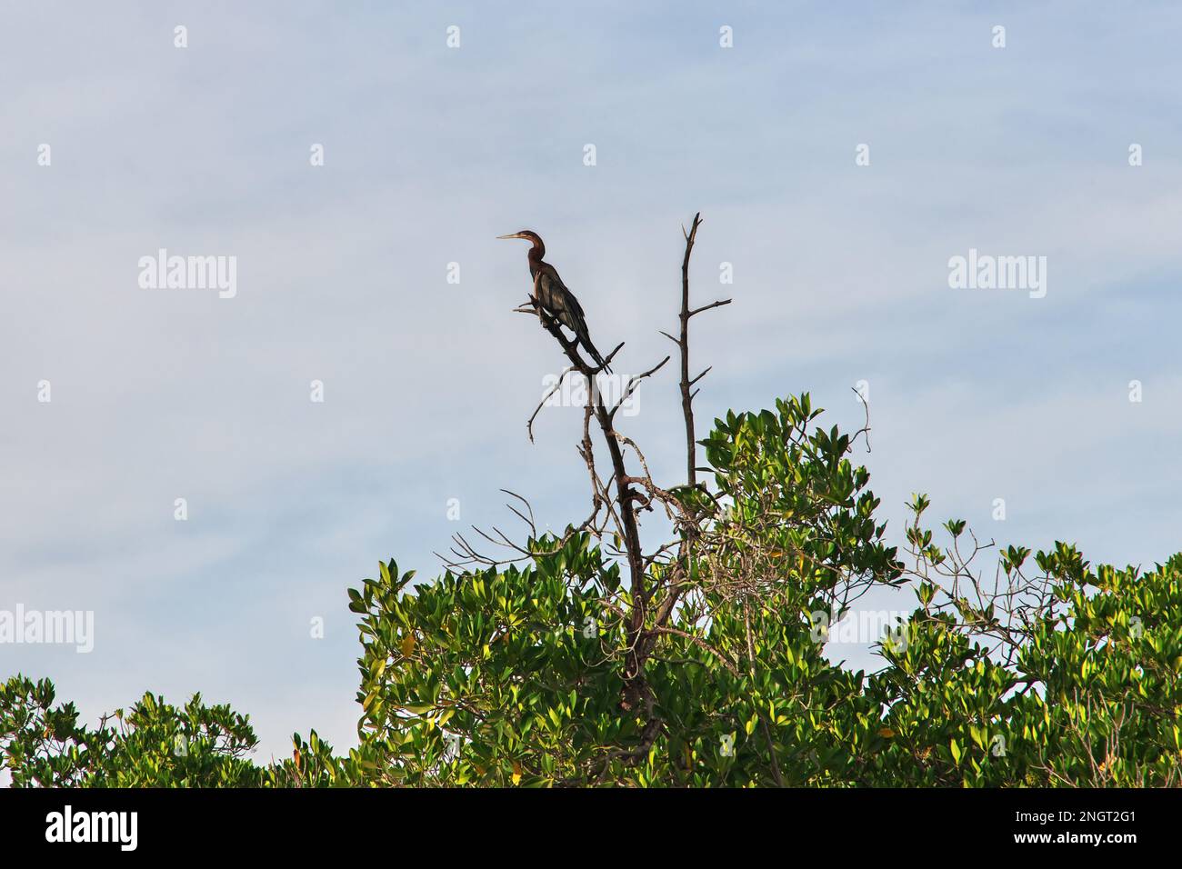 Oiseau dans la jungle des mangroves près du village de Toubacouta, Sénégal, Afrique de l'Ouest Banque D'Images