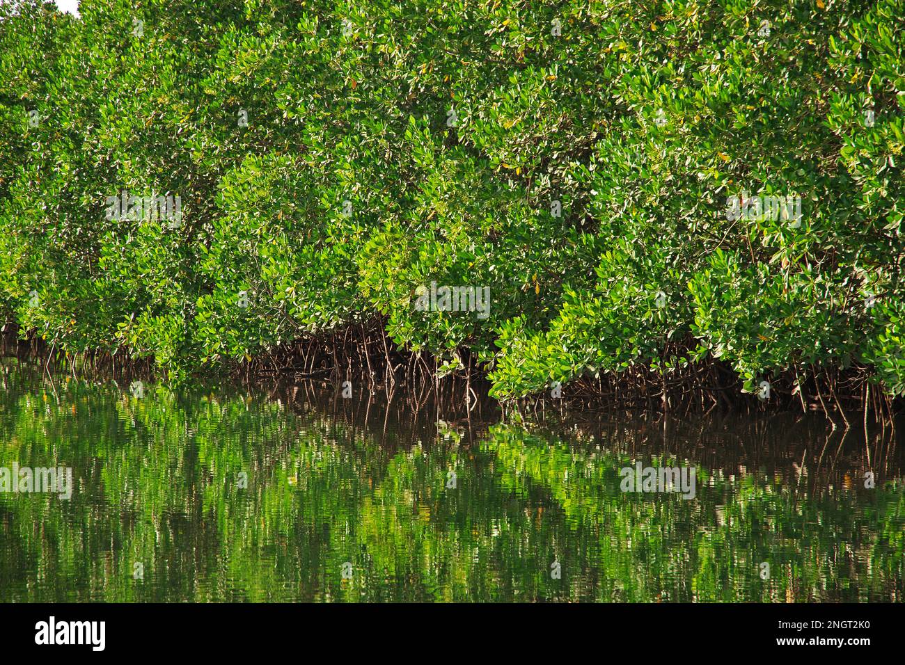 Mangroves jungle près du village de Toubacouta, Sénégal, Afrique de l'Ouest Banque D'Images