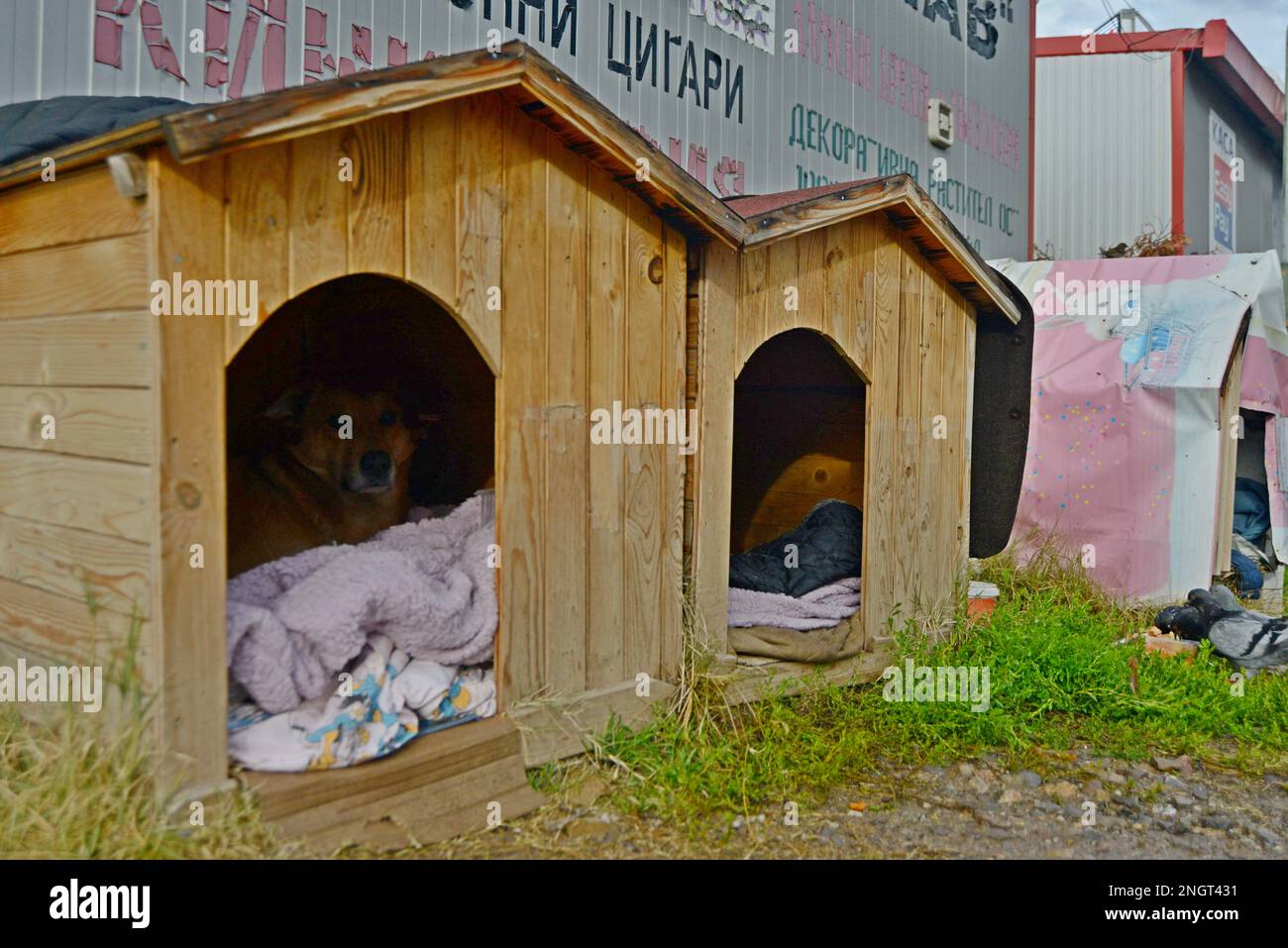 Un chien de rue errant repose dans un chenil fourni par une chaise qui s'occupe des chiens errants à Sofia, Bulgarie Banque D'Images