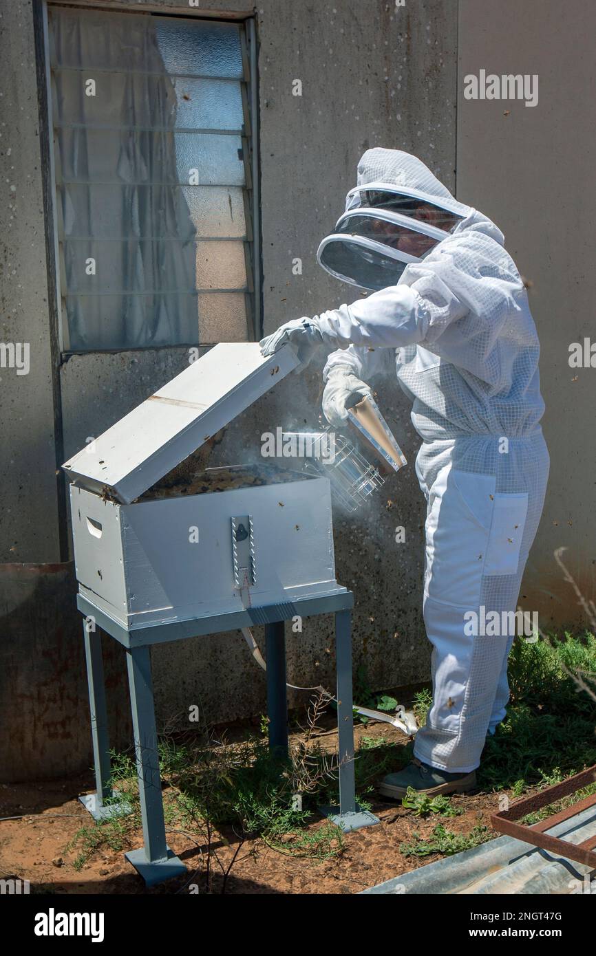 Un apiariste vêtu d'un costume d'apiculture utilise un fumeur pour pacifier les abeilles dans une ruche portable. Banque D'Images