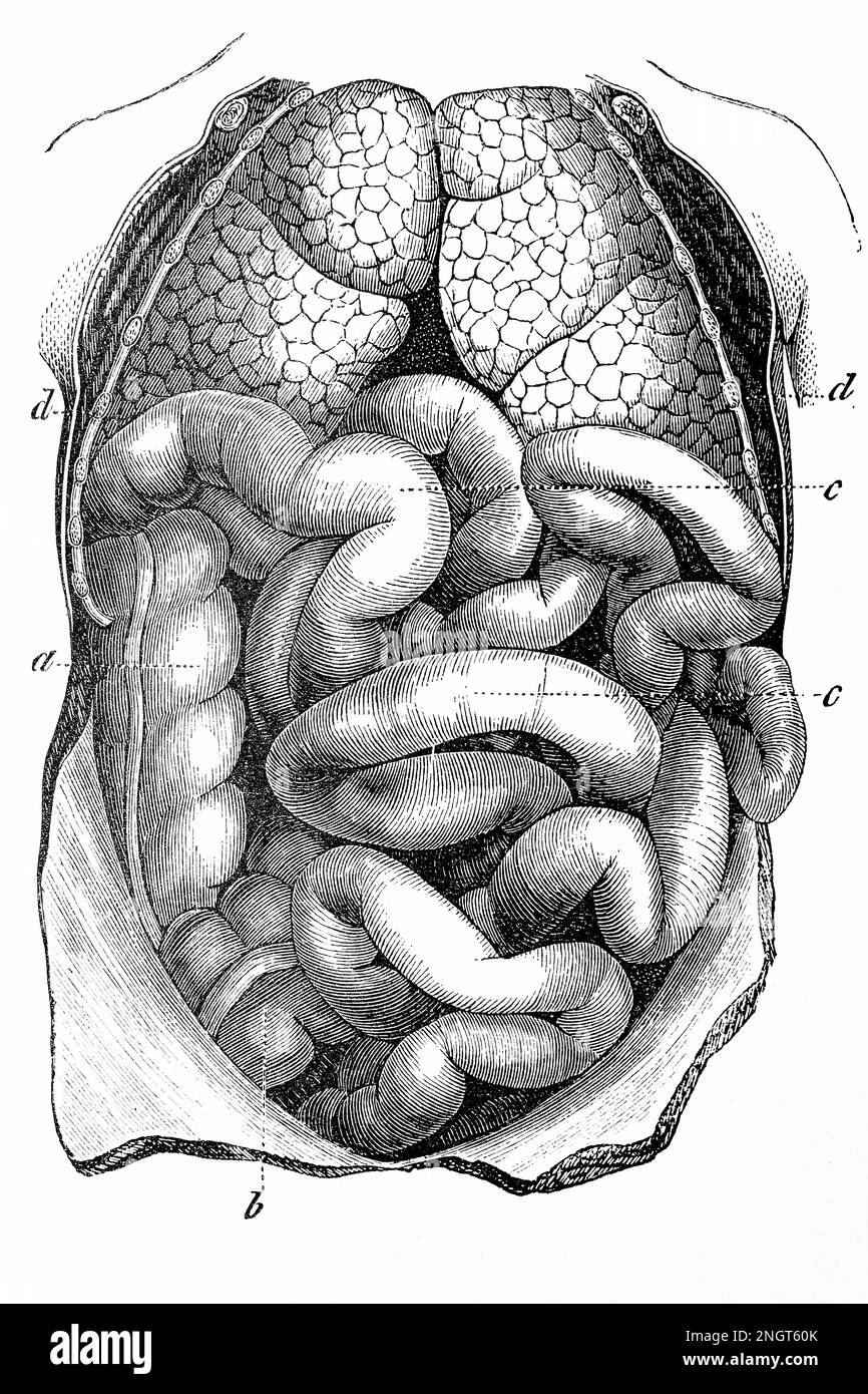 Intestins et poumons. Illustration ancienne d'un livre médical. 1889. Banque D'Images