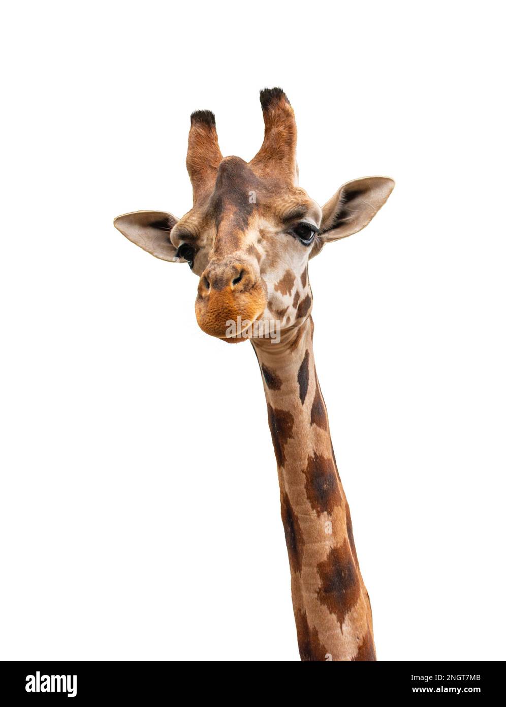 Portrait de girafe isolé sur fond blanc. Banque D'Images