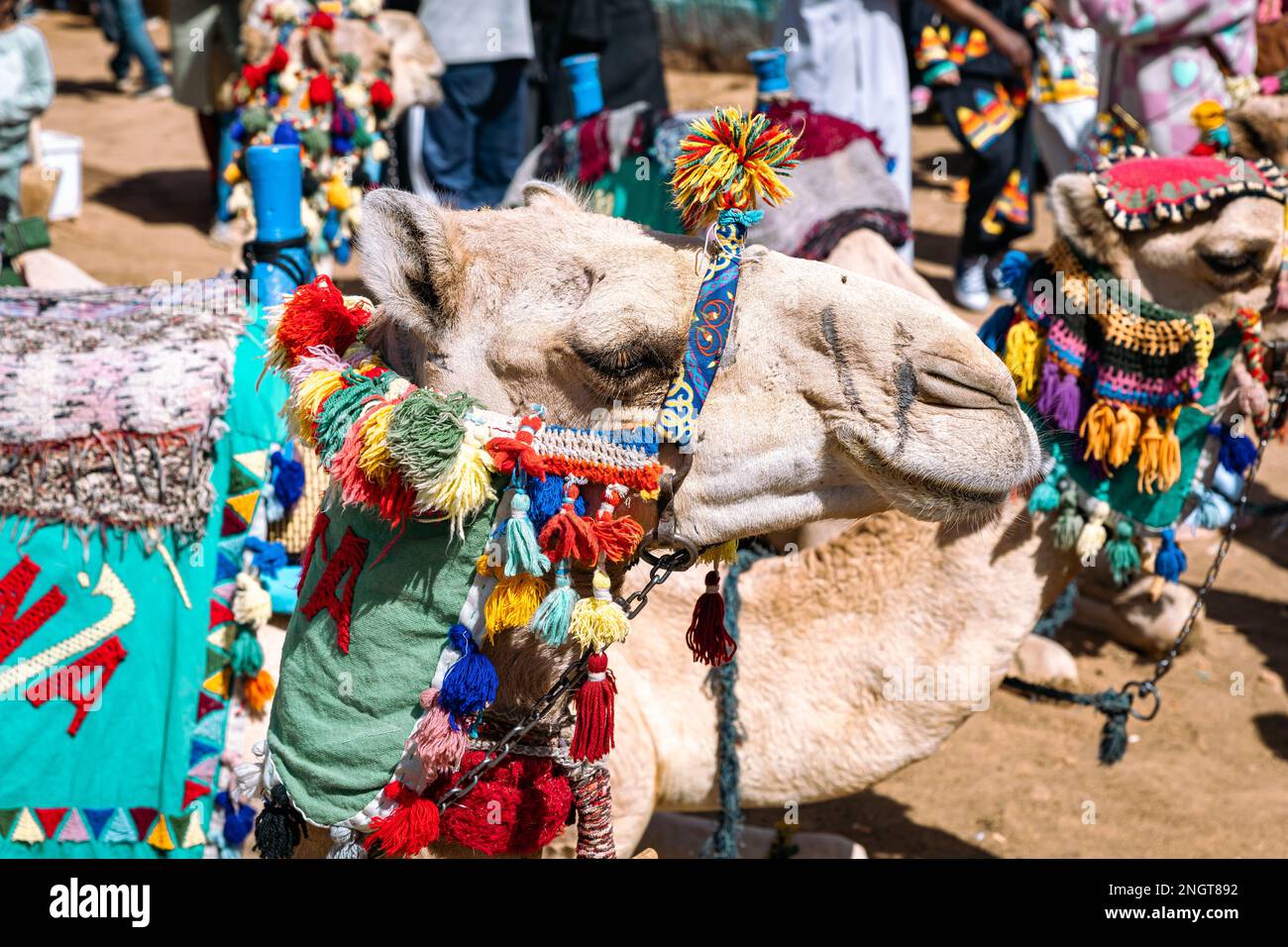 Chameaux pour le tourisme à Assouan dans le village nubien. Assouan. Égypte. Afrique. Banque D'Images