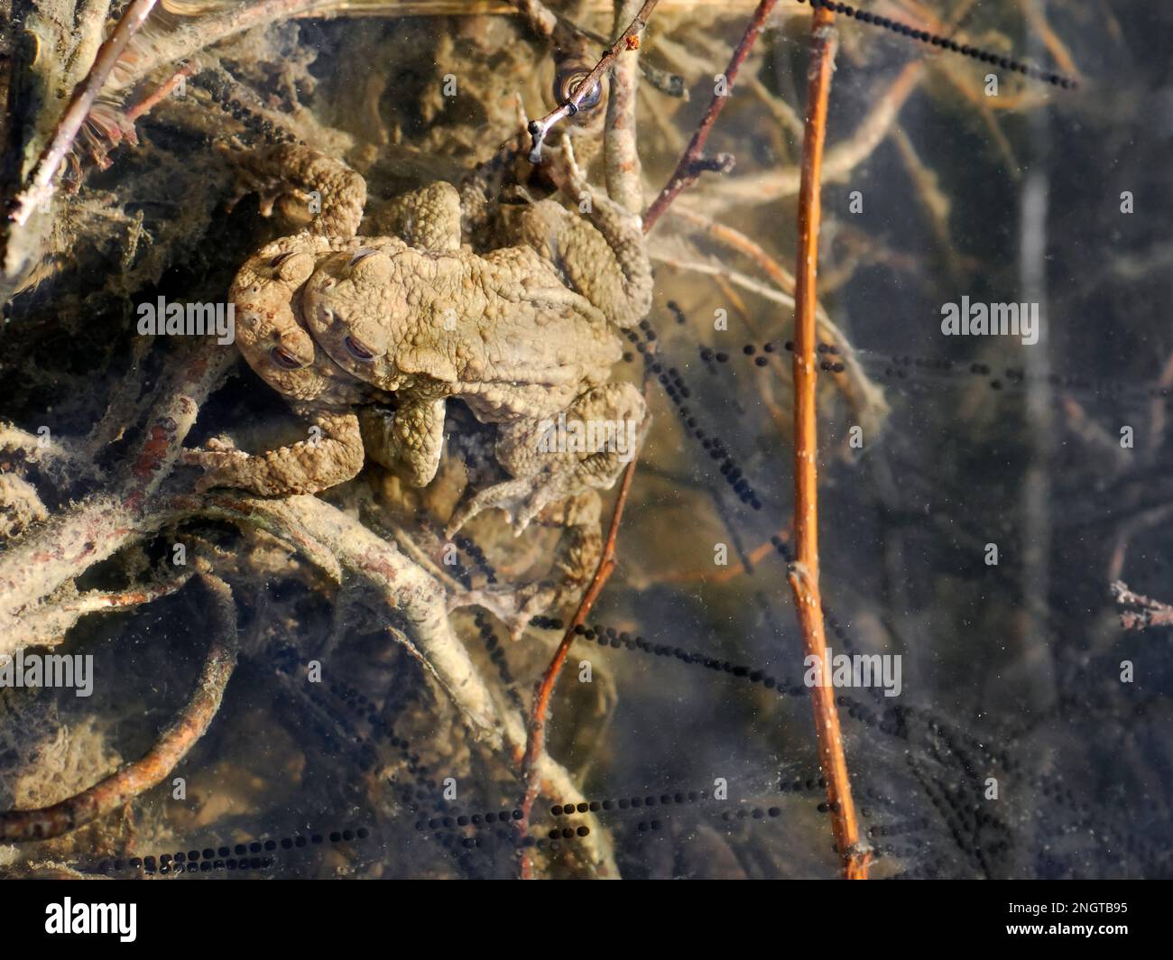 Paire de crapauds européens (Bufo bufo) dans l'eau de l'étang avec des cordes d'oeufs caractéristiques Banque D'Images