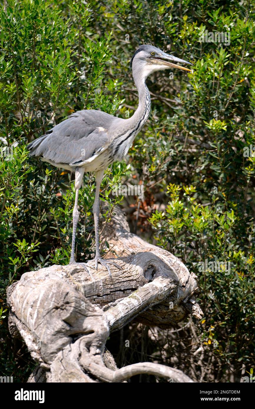 Le héron gris (Ardea cinerea) perché dans une grande branche, en Camargue est une région naturelle située au sud d'Arles en France Banque D'Images