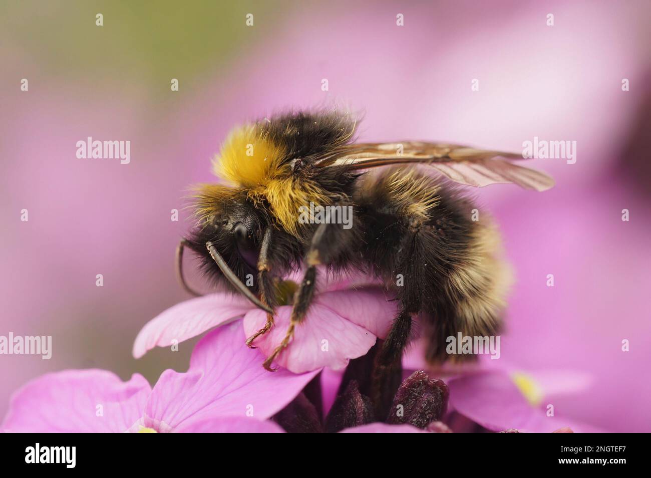 Vue rapprochée naturelle sur la forêt quatre couckoo-bumblebee de couleur, Bombus sylvestris sur une fleur rose, Erysimum cheiri, dans le jardin Banque D'Images