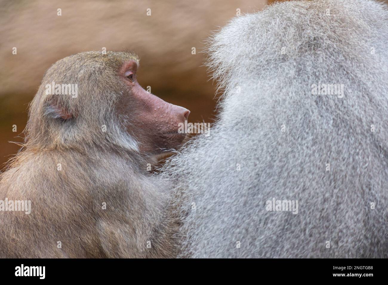 Un babouin femelle (papio) assis près d'un babouin mâle Banque D'Images
