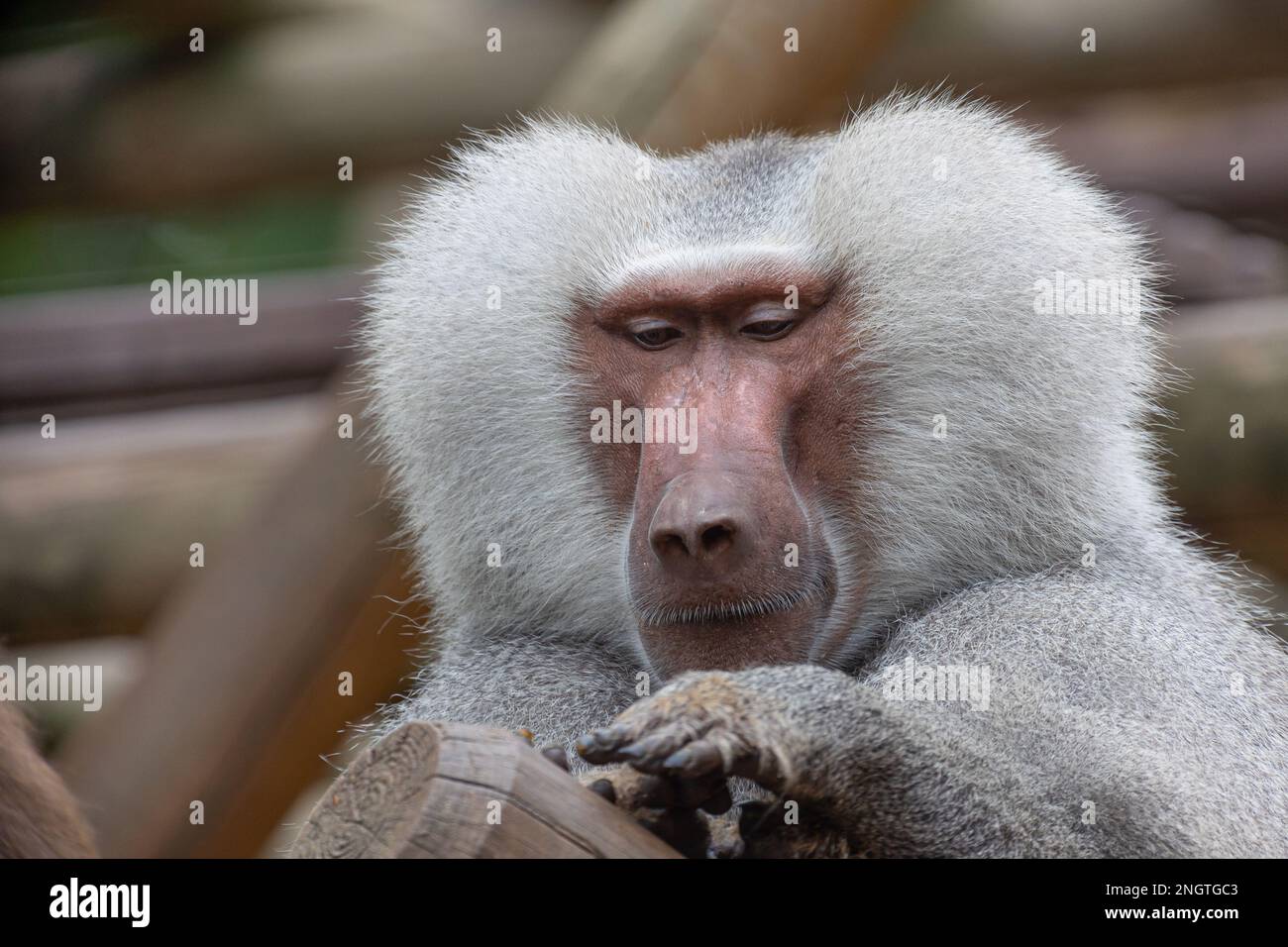 Portrait d'un babouin masculin (papio) Banque D'Images