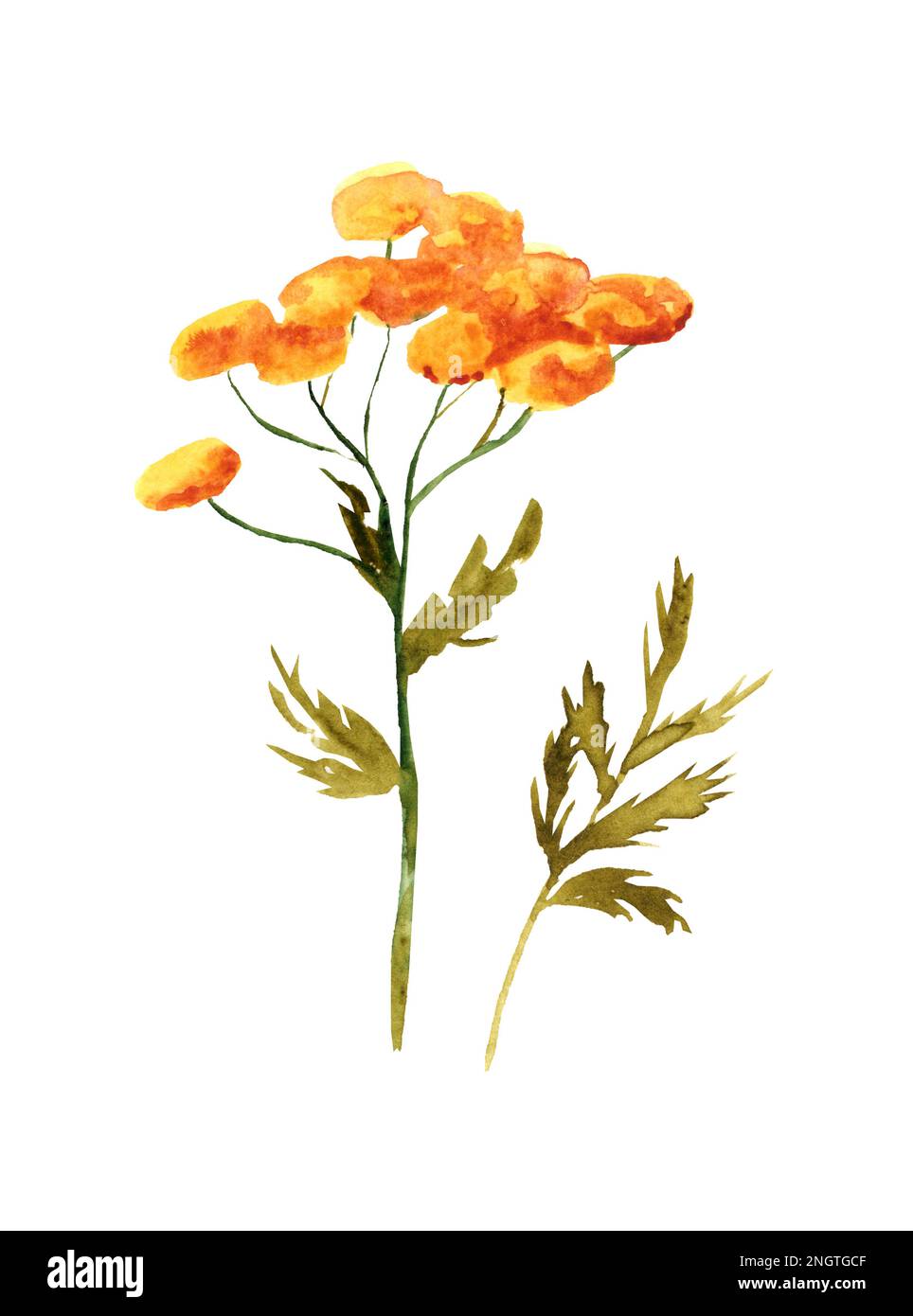 Illustration aquarelle d'une tansy isolée sur fond blanc. Plantes médicinales d'été. Fleurs sauvages. nature sauvage Banque D'Images