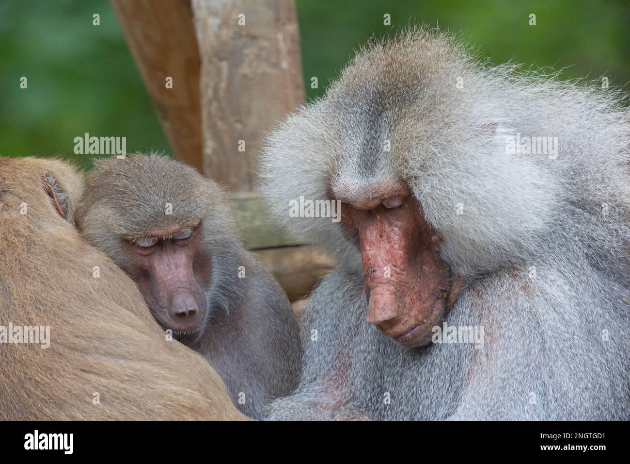 Trois babouins (papio) assis ensemble pour dormir Banque D'Images
