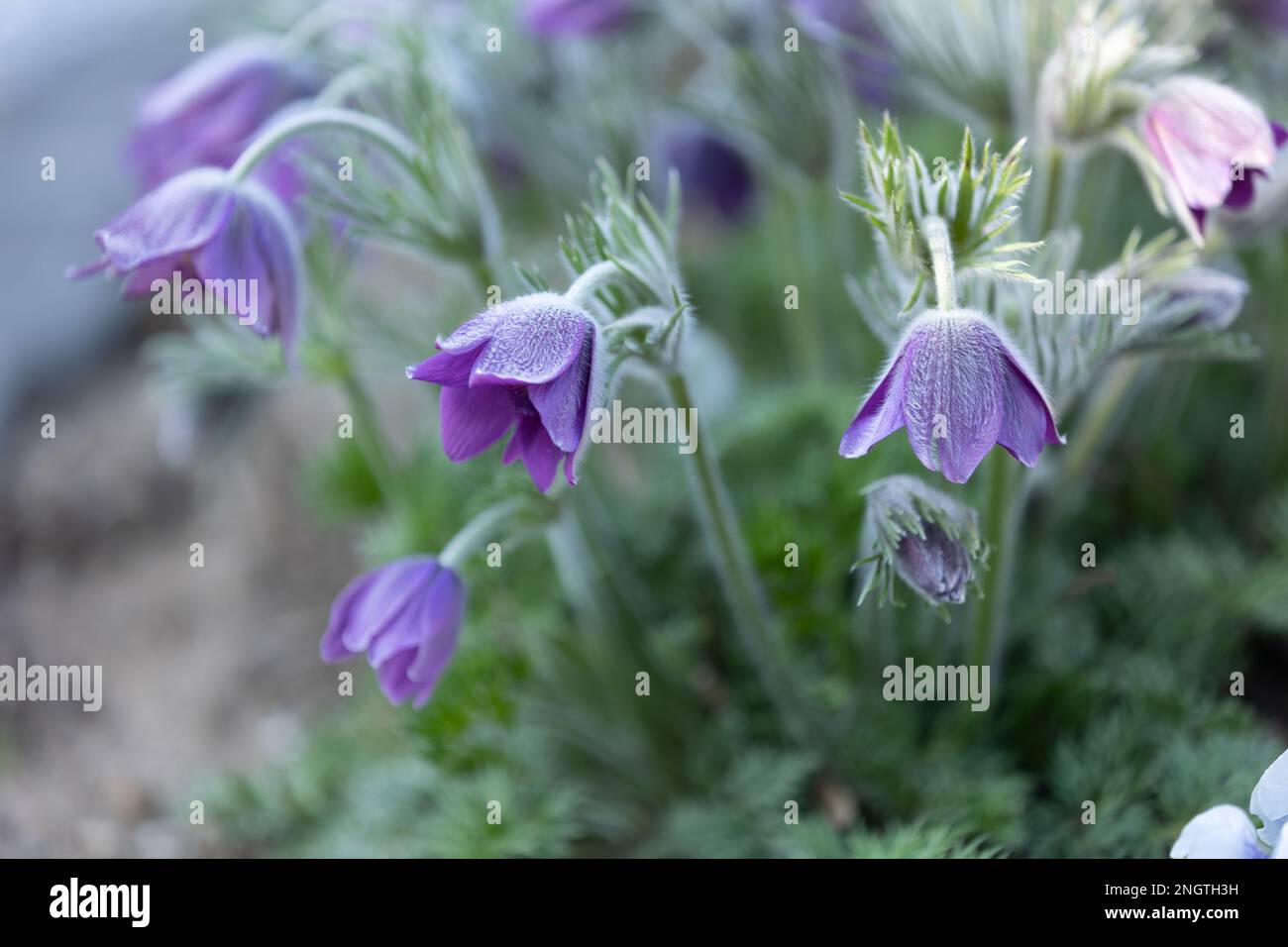 gros plan de fleurs de paqueflowers violets (pulsatilla vulgaris) avec fond flou Banque D'Images