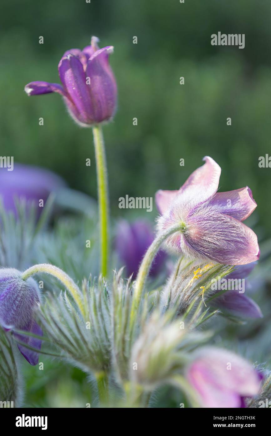 gros plan d'une fleur de paqueflower pourpre (pulsatilla vulgaris) avec fond flou Banque D'Images