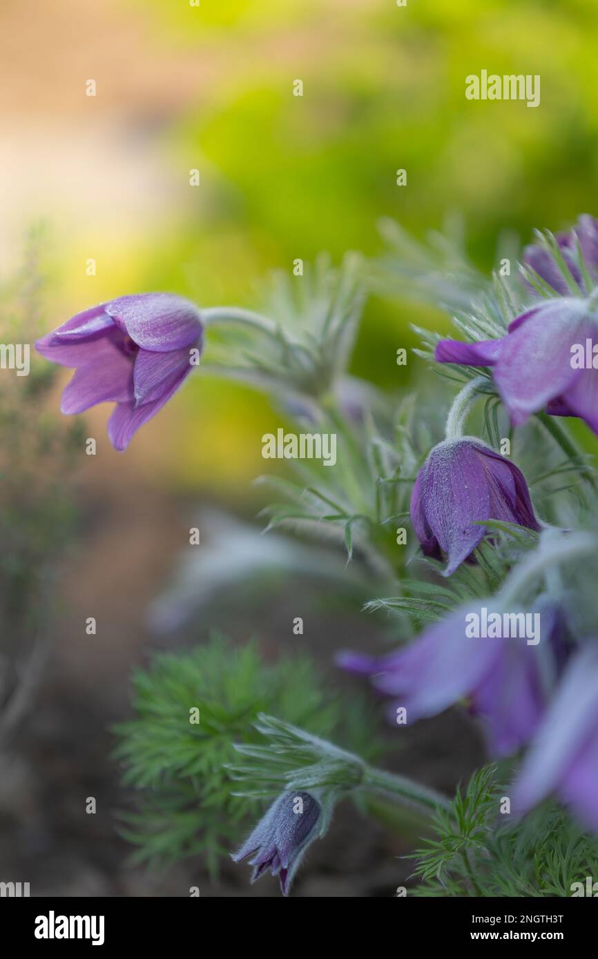gros plan de fleurs de paqueflower pourpres (pulsatilla vulgaris) avec avant-plan et arrière-plan flous Banque D'Images