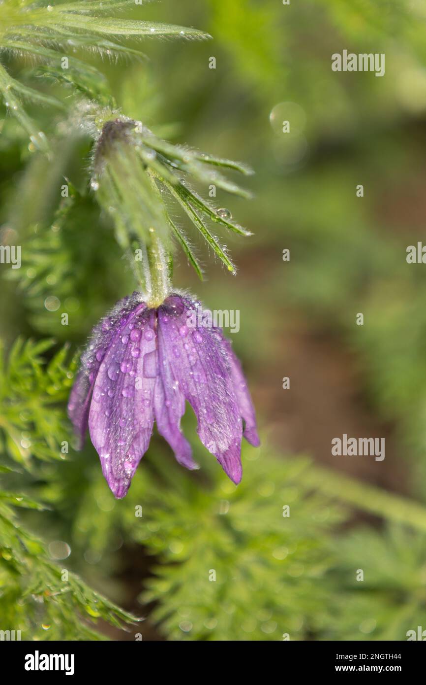 Une fleur de pasqueflower pourpre (pulsatilla vulgaris) avec des gouttes de pluie, devant un fond flou Banque D'Images