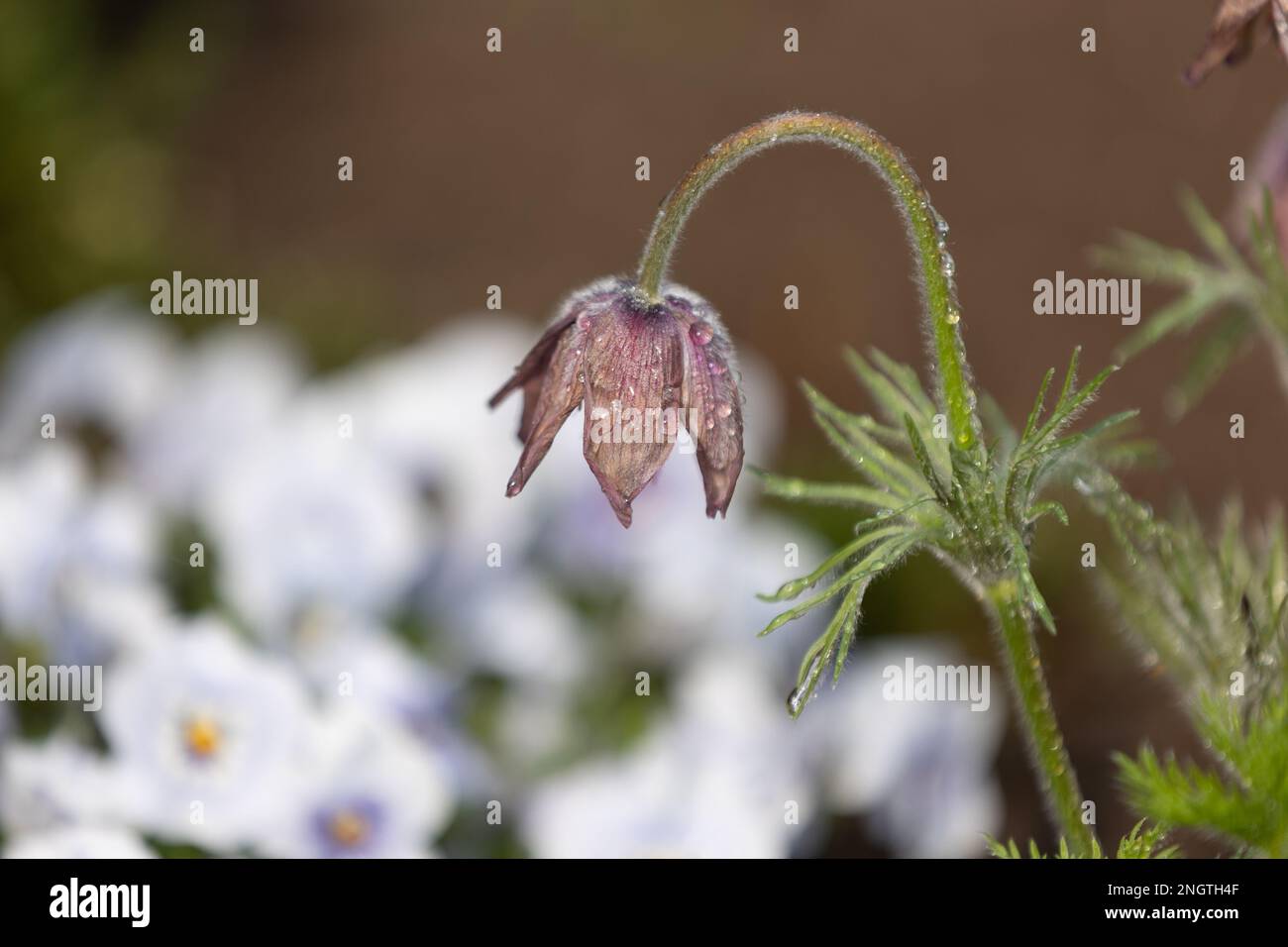Une fleur de pasqueflower pourpre (pulsatilla vulgaris) avec des gouttes de pluie, devant un fond flou Banque D'Images