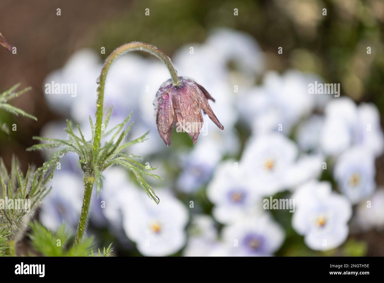 Une fleur de pasqueflower pourpre (pulsatilla vulgaris) avec des gouttes de pluie, devant un fond flou Banque D'Images