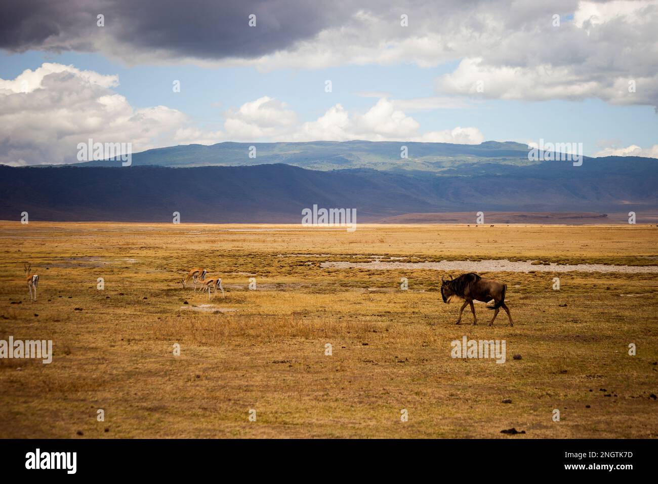 faune solitaire gnu, afrique, tansanania, ngorongoro Banque D'Images