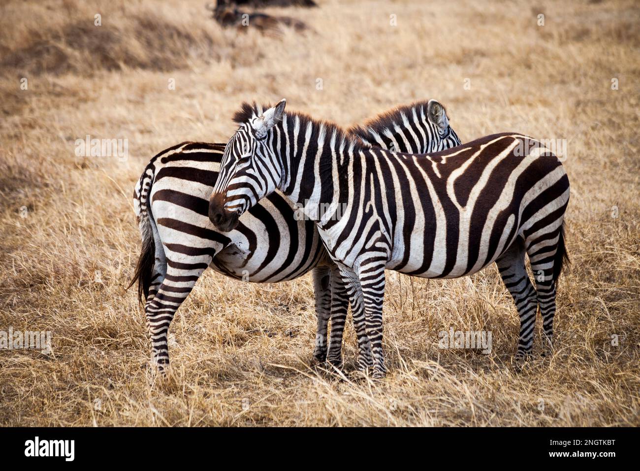 Paire de Zèbres debout ensemble faune, afrique, tansanania, ngorongoro Banque D'Images