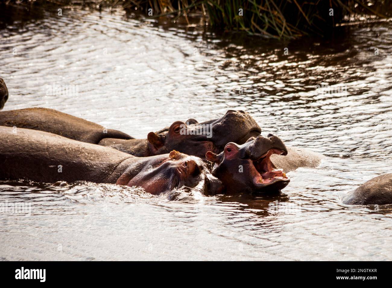 hippos dans la faune aquatique, afrique, tansanania, cratère de ngorongoro Banque D'Images