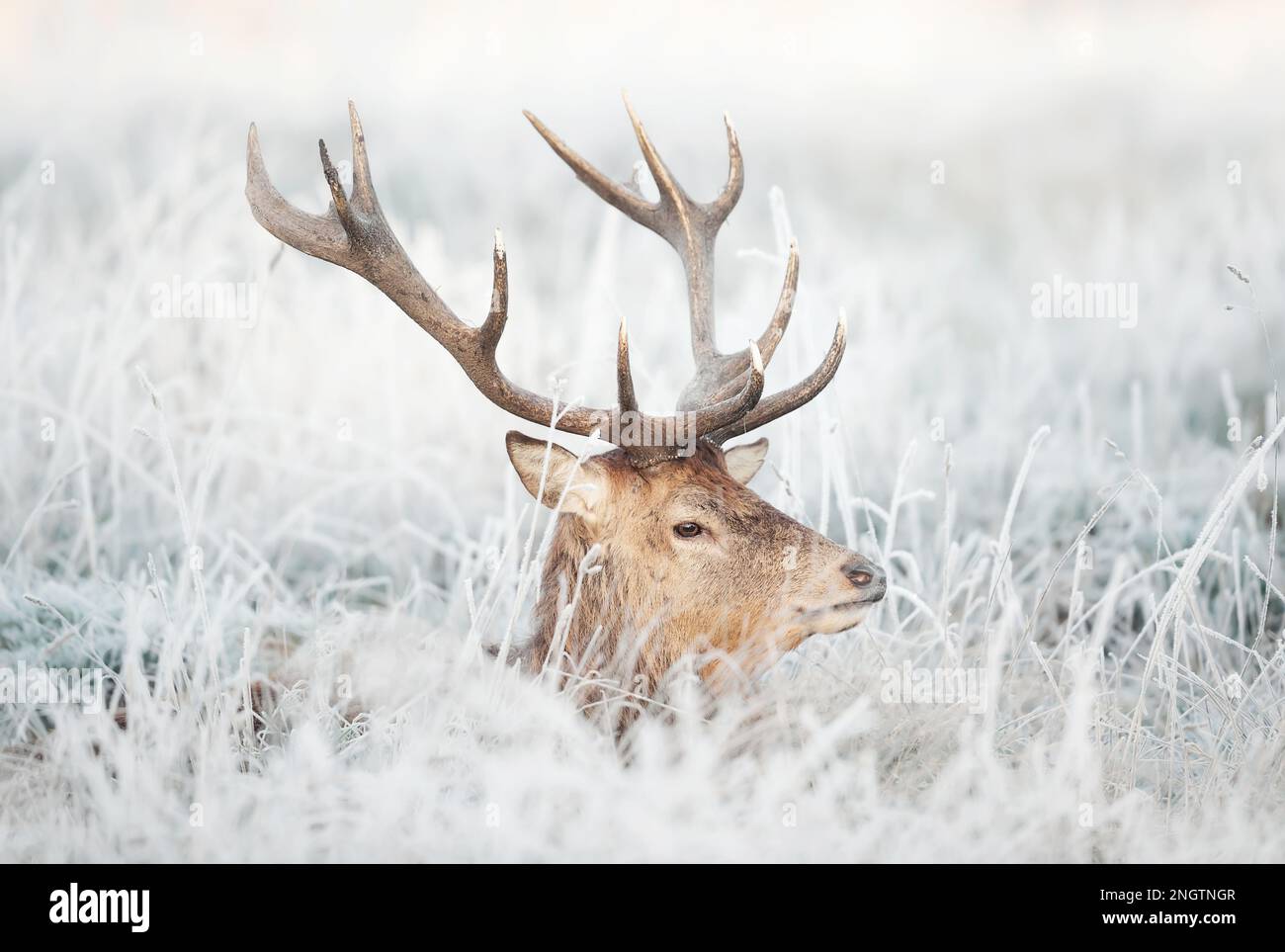 Portrait d'un cerf de Virginie couché en herbe dépolie en hiver, Royaume-Uni. Banque D'Images