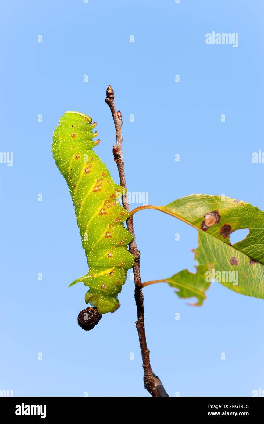 Lin Sphinx (Paonias excaetus) 4th larve d'instar sur cerisier sauvage (Prunus serontina) dans le processus d'expulsion d'une frange de boulettes. Banque D'Images