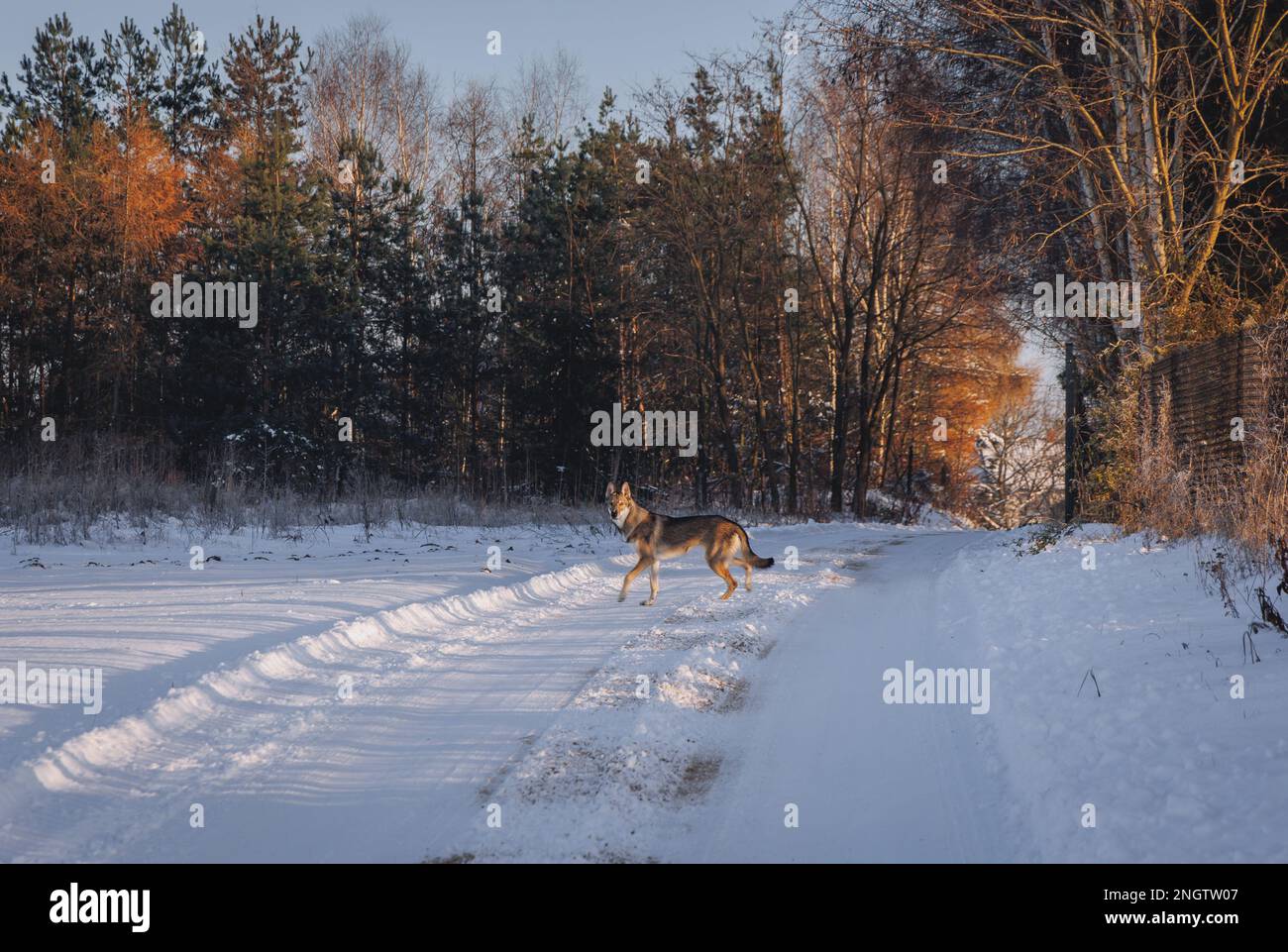 Le chien Tamaskan sur une route de campagne pendant l'hiver en Pologne Banque D'Images