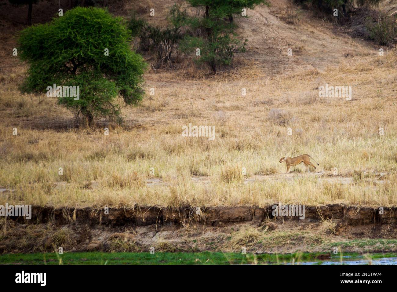 lion marchant faune, afrique, tansania Banque D'Images