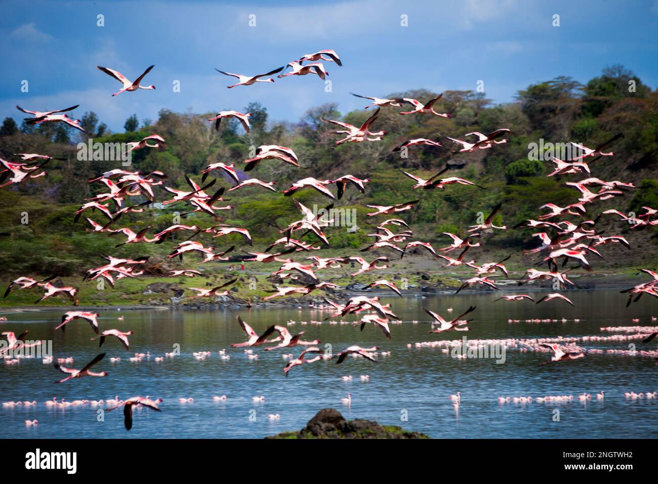 flamangos faune, afrique, tansanania, arusha Banque D'Images