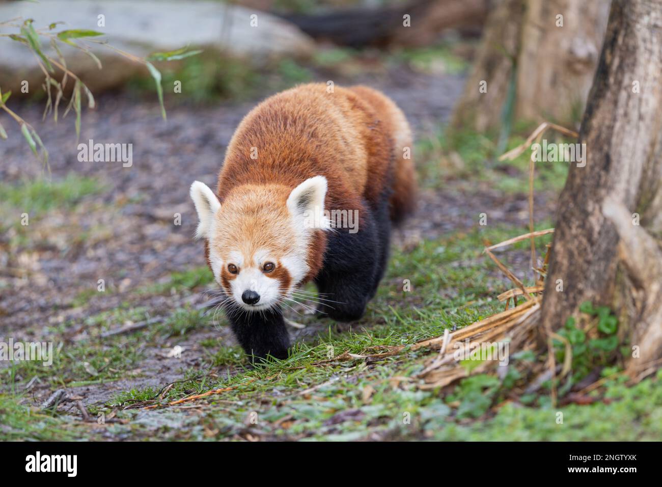 Le panda rouge de marche (Ailurus fulgens), également connu sous le nom de panda inférieur. Banque D'Images