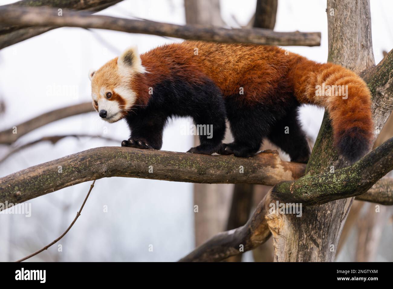 Le panda rouge de marche (Ailurus fulgens), également connu sous le nom de panda inférieur. Banque D'Images