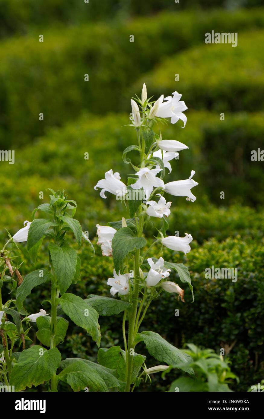 Fleurs d'automne blanches immaculées de la fleur géante campanula latifolia alba sur fond de couverture de boîte clippée, Buxus sempervirens dans le jardin britannique Banque D'Images
