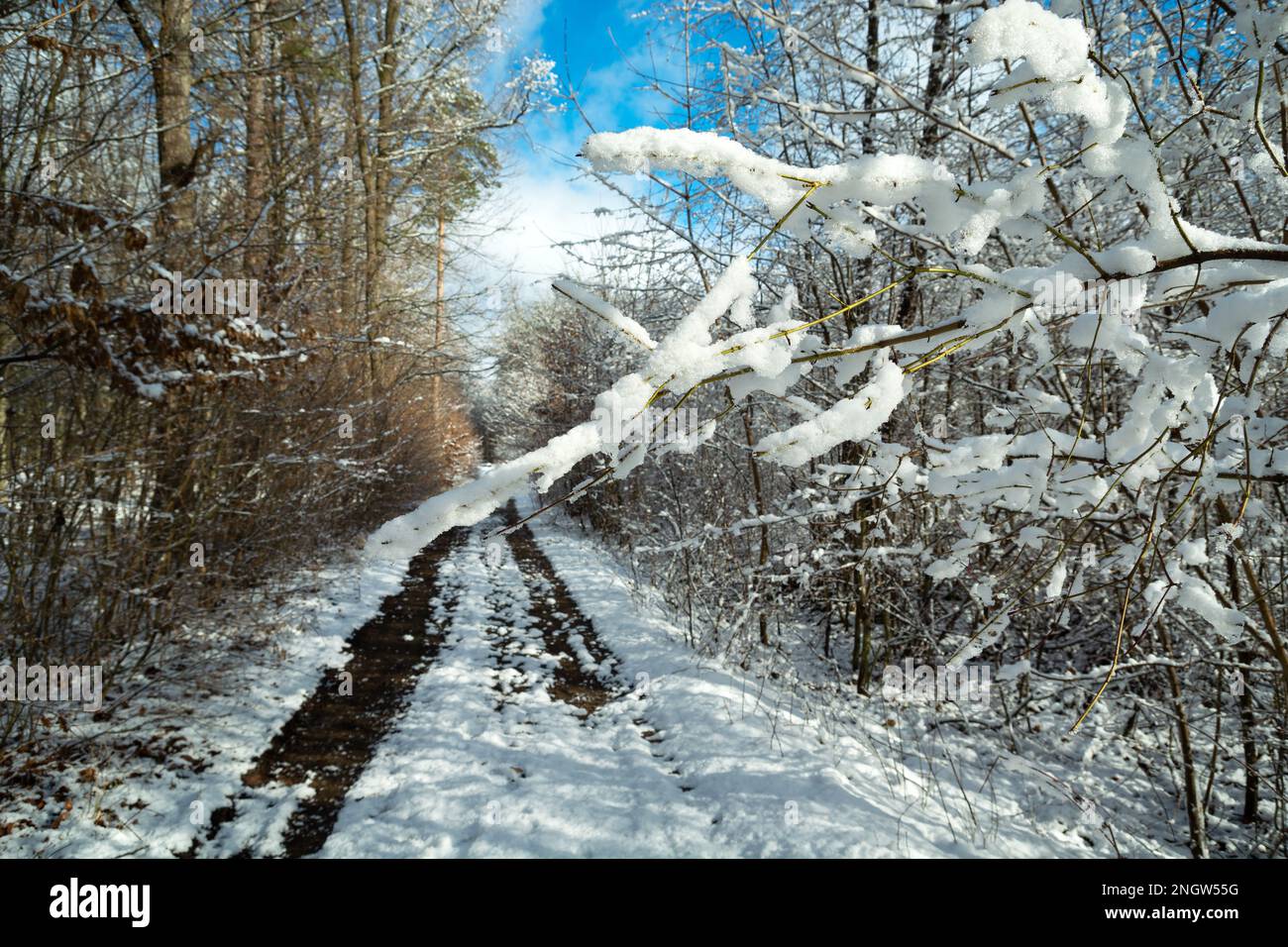 Neige sur les branches au bord de la route dans la forêt, le jour ensoleillé de février Banque D'Images