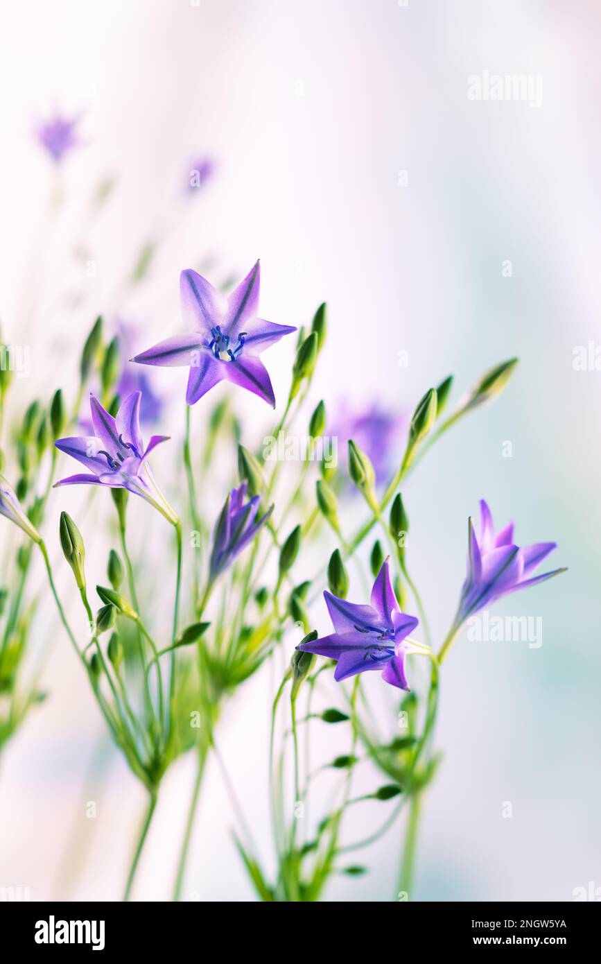 Belles fleurs lilas de trithélie. Fleurs printanières fleuries dans un jardin ornemental. Banque D'Images