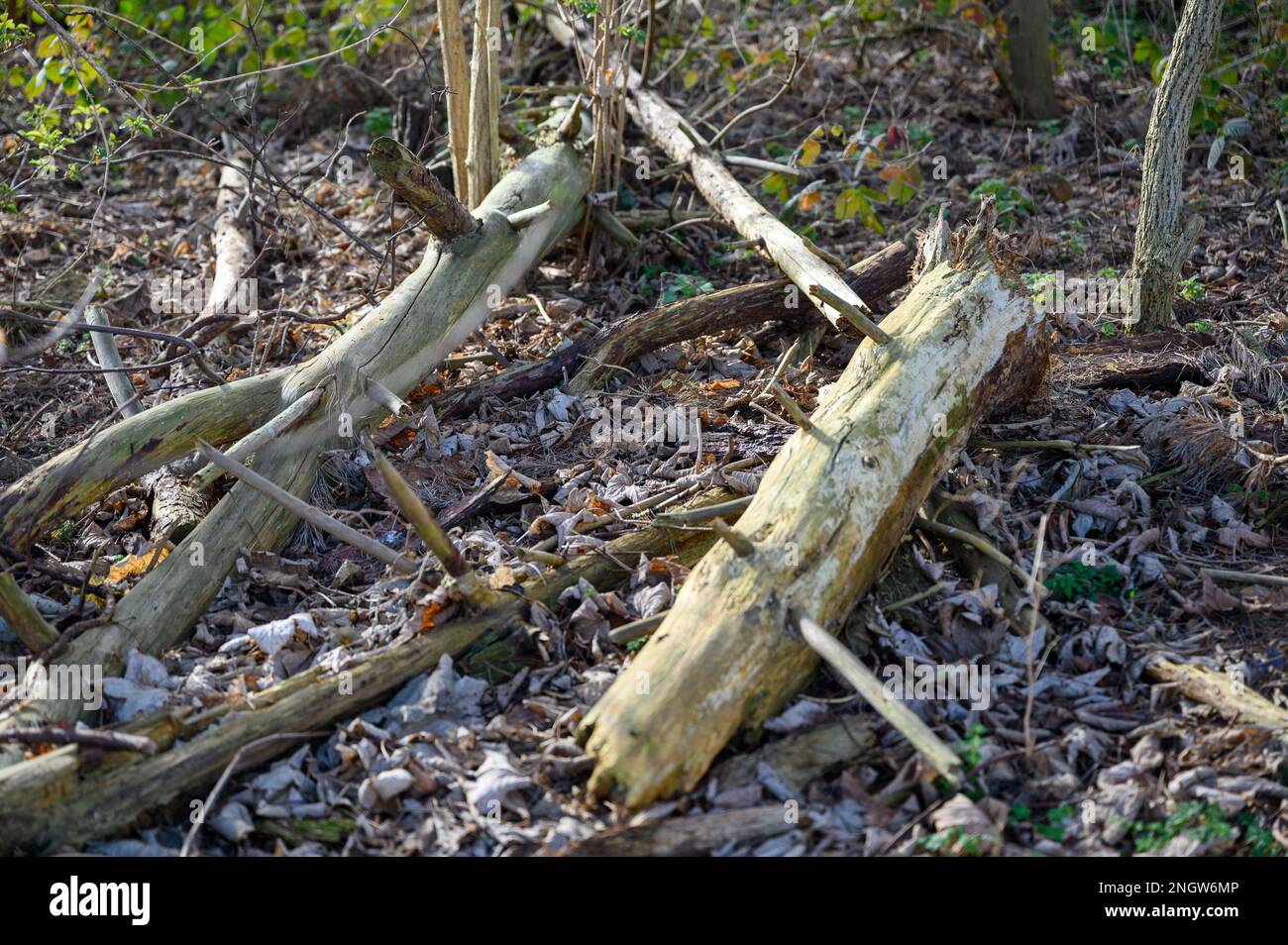 Le tronc et les branches des arbres tombés et coupés sur le plancher des bois pour lui permettre de devenir un habitat pour les insectes et les invertébrés. Banque D'Images