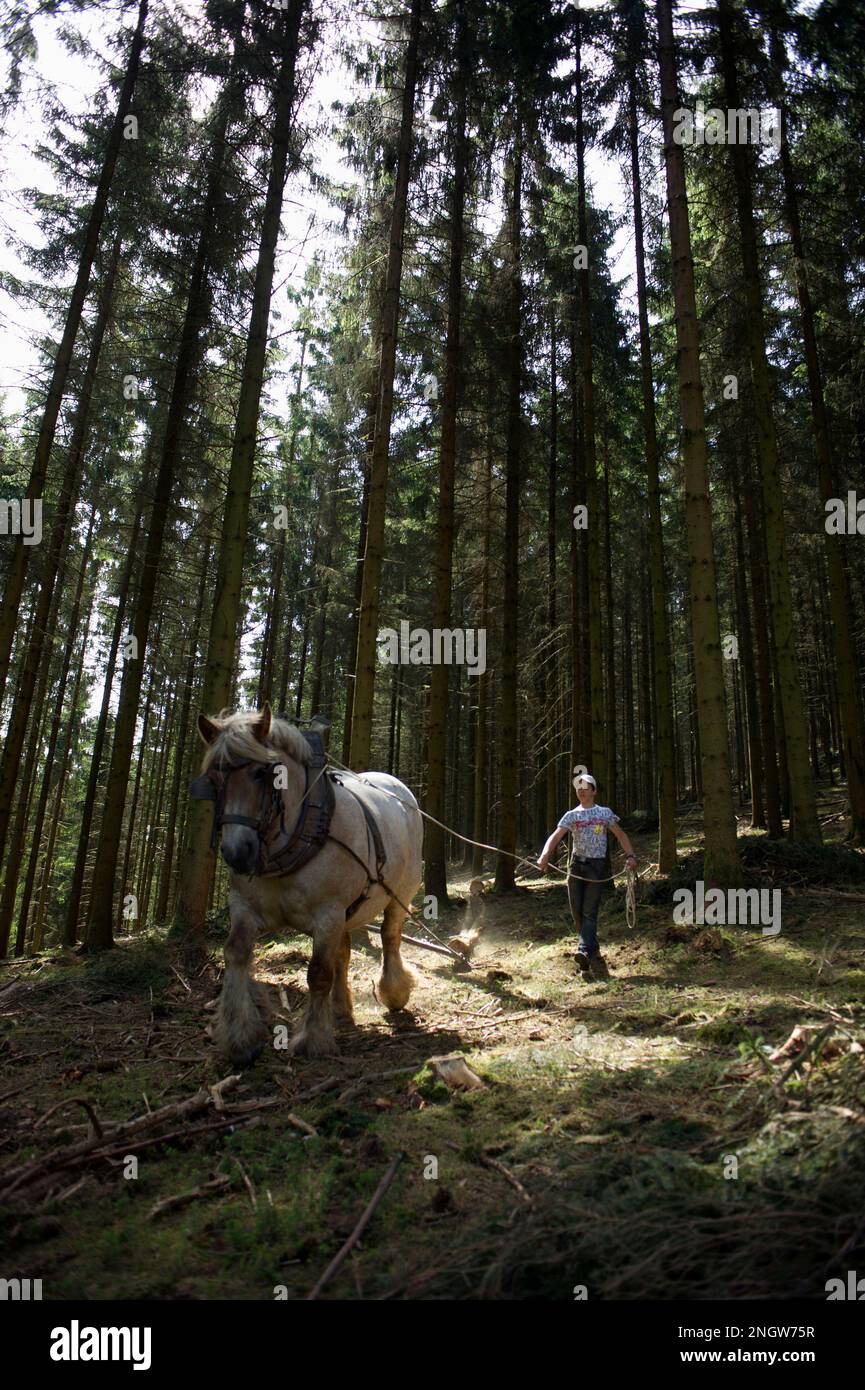 Le debordage est une technique de sylviculture tres ecologique. Des chevaux de trait special robes for this toche rassemble of arbres prea Banque D'Images