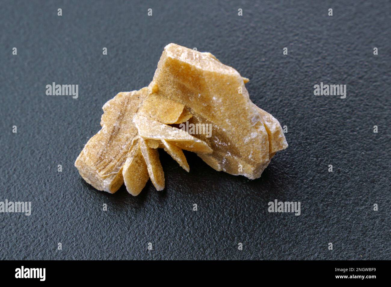 Rose du désert. Gros plan minéral naturel d'un groupe de pierres en cristal de gypse de sable, fond noir Banque D'Images