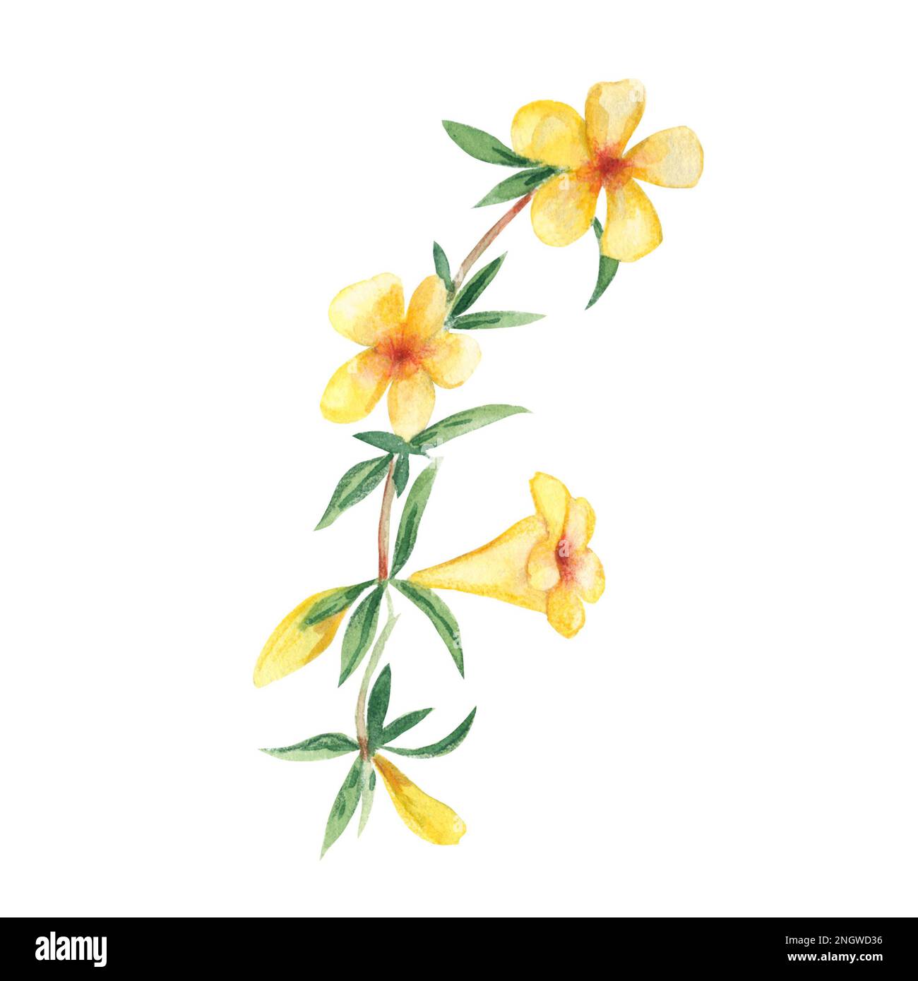 Fleur d'aquarelle jaune. Alamanda, cloche jaune. Illustration botanique isolée sur fond blanc. Peut être utilisé pour les autocollants, les cartes, les impressions en zone lointaine Banque D'Images