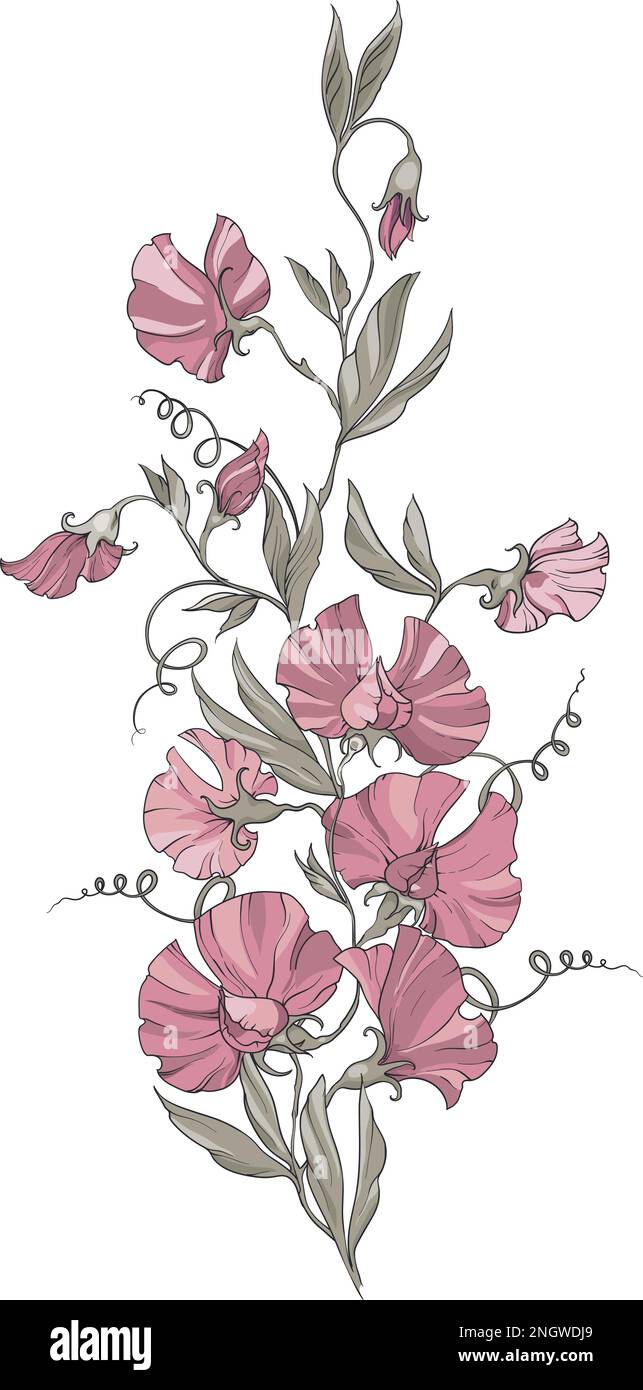 Un bouquet de petits pois avec des fleurs roses sur fond blanc, des fleurs, des bouquets et des feuilles. Illustration vectorielle Illustration de Vecteur
