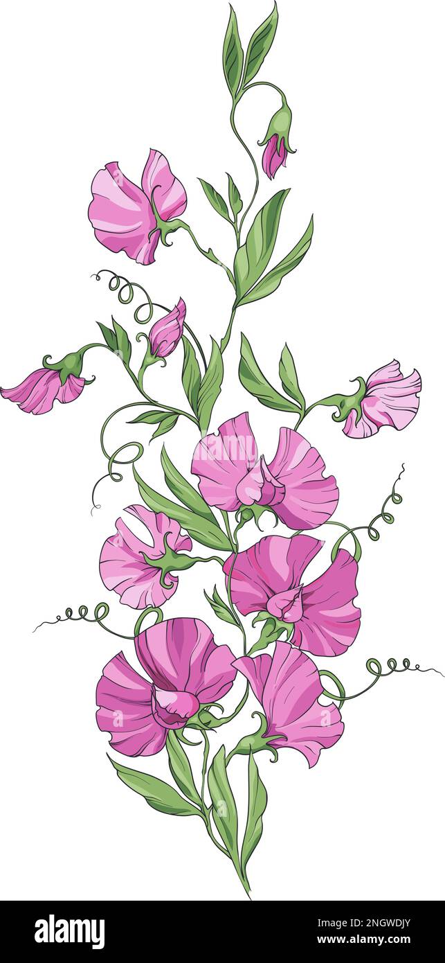 Un bouquet de petits pois avec des fleurs roses sur fond blanc, des fleurs, des bouquets et des feuilles. Illustration de Vecteur