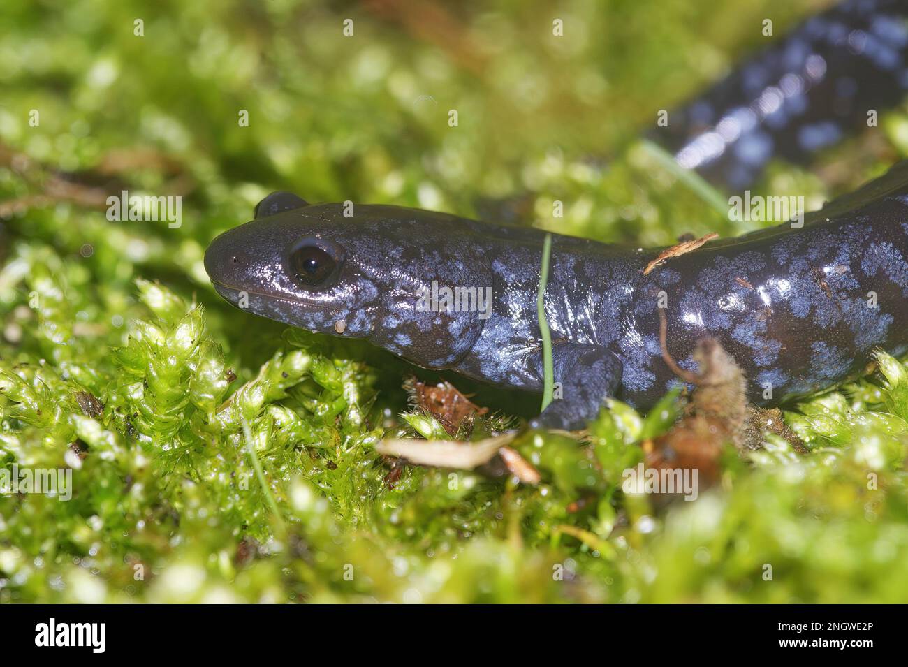 Gros plan détaillé sur la salamandre bleu-tacheté colorée et rare, Ambystoma Laterale en mousse verte Banque D'Images