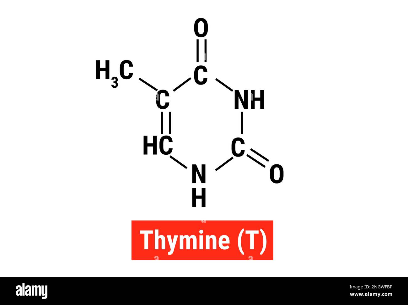 Structure chimique de la thymine (T) Illustration de Vecteur