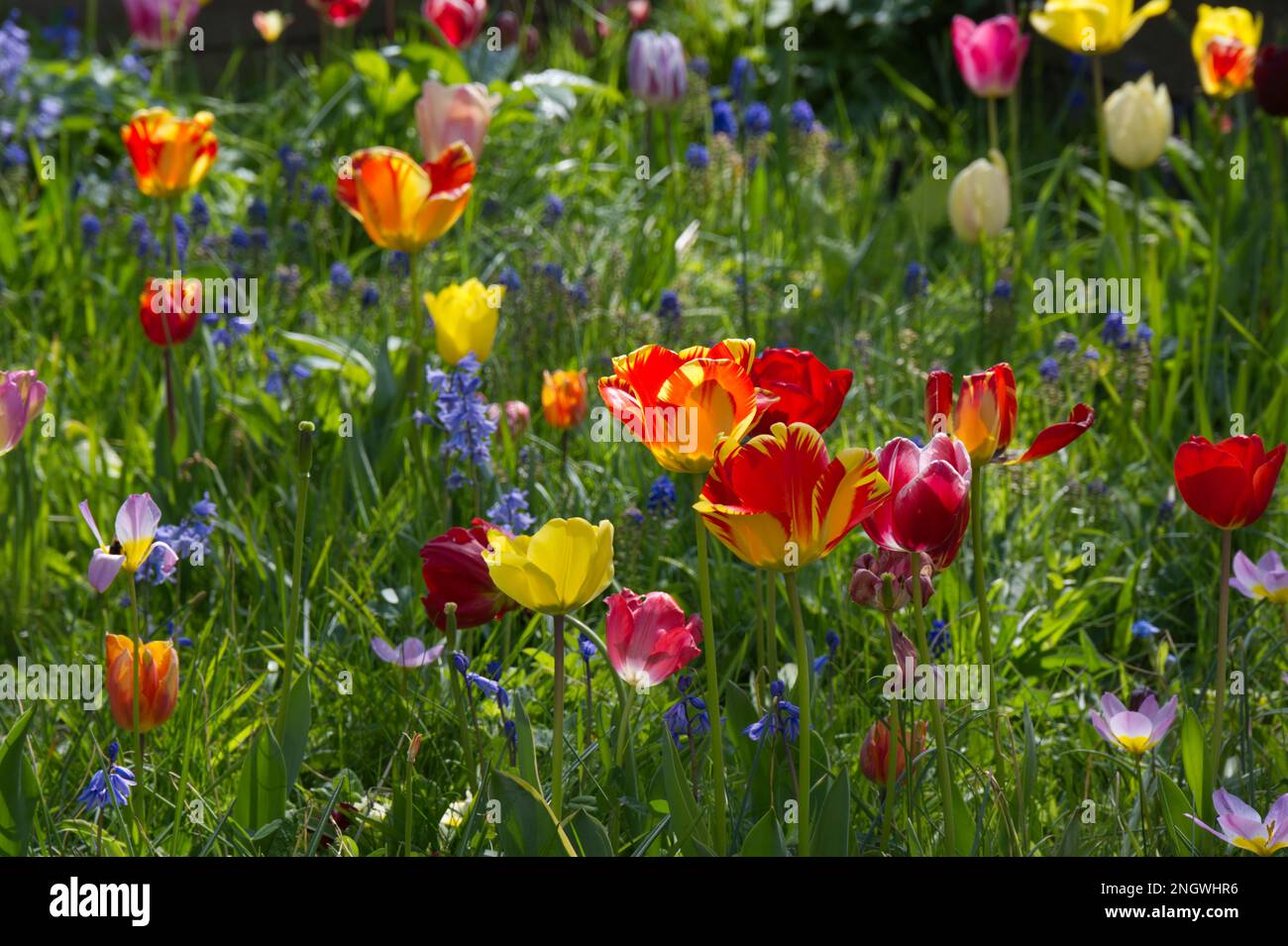 Un mélange de printemps coloré de tulipes bluebells et d'herbe créant un effet de tapisserie de prairie florale dans le jardin britannique avril Banque D'Images