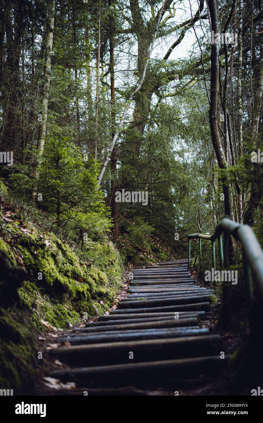 Magnifique scène de forêt humide avec un réservoir à gaz Banque D'Images
