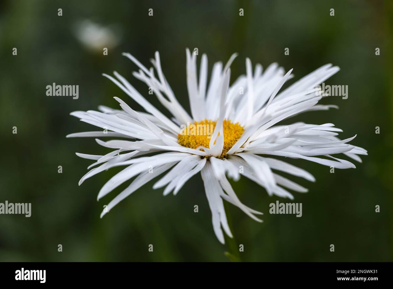 Fleurs de Marguerite, Leucanthemum Crazy Daisy en gros plan dans le jardin d'été. Banque D'Images